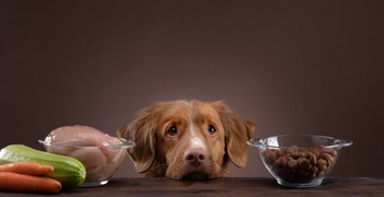 Rund um die Ernährung Teil 1 - Auf der Suche nach dem besten Futter für meinen Hund